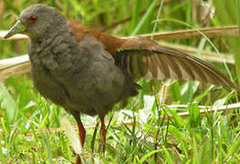 Black-tailed Crake