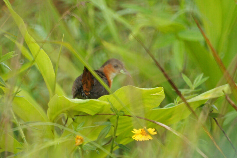 Rufous-sided Crake