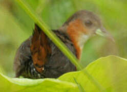 Rufous-sided Crake