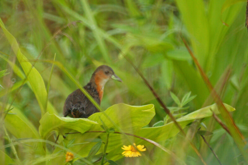 Rufous-sided Crake