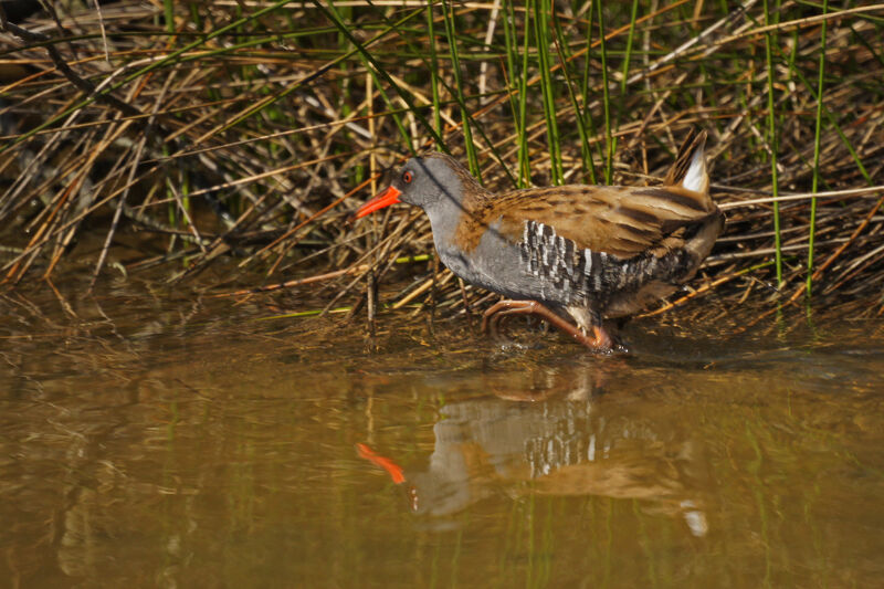 Water Rail