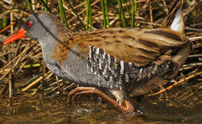 Water Rail