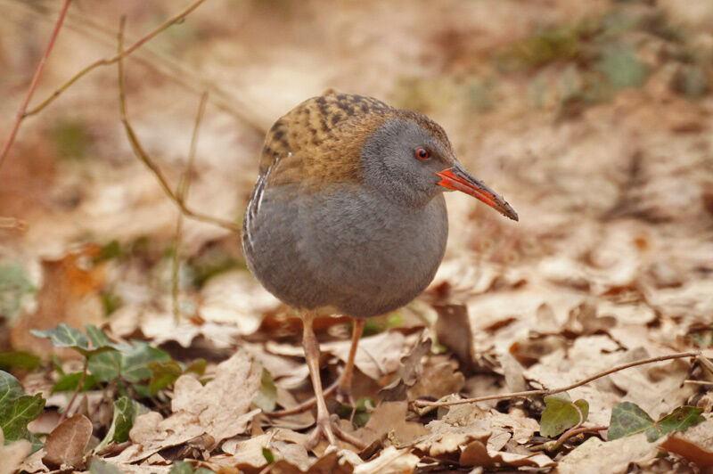 Water Rail