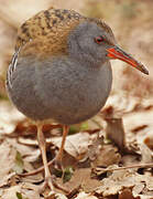 Water Rail