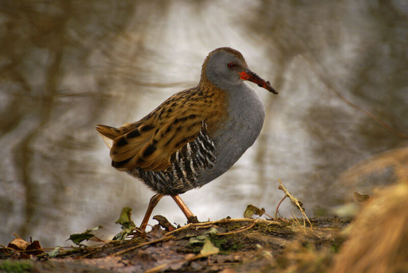 Water Rail