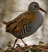 Water Rail