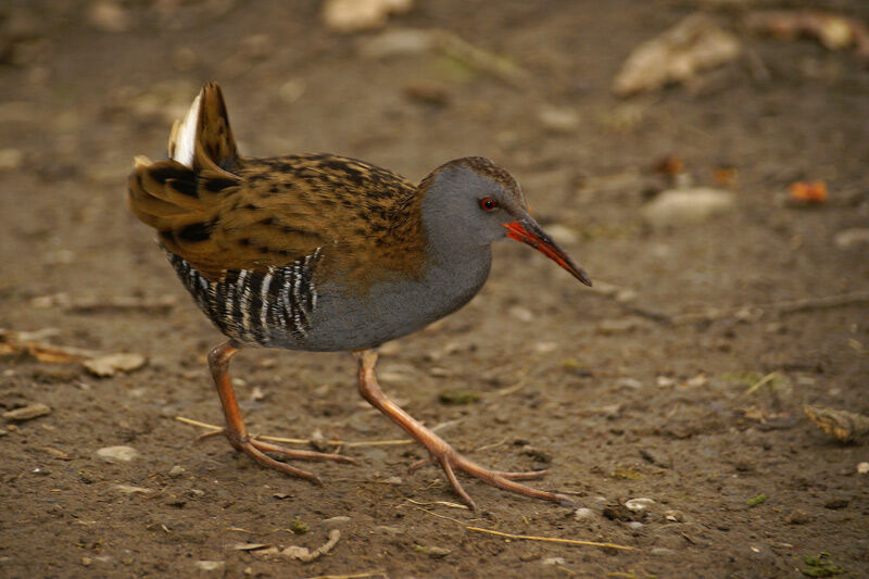 Water Rail