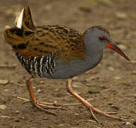 Water Rail