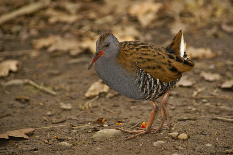 Water Rail