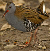 Water Rail