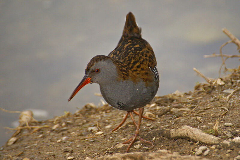 Water Rail