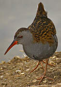 Water Rail