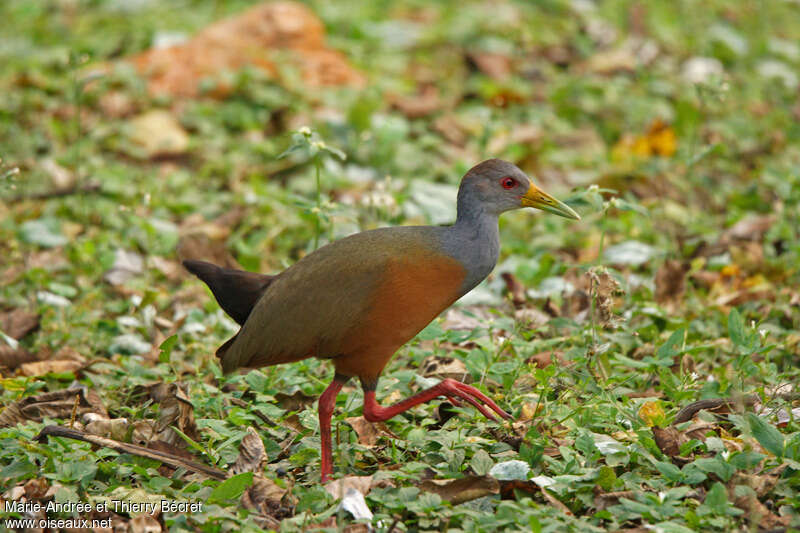 Grey-necked Wood Railadult, identification