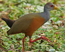 Grey-necked Wood Rail