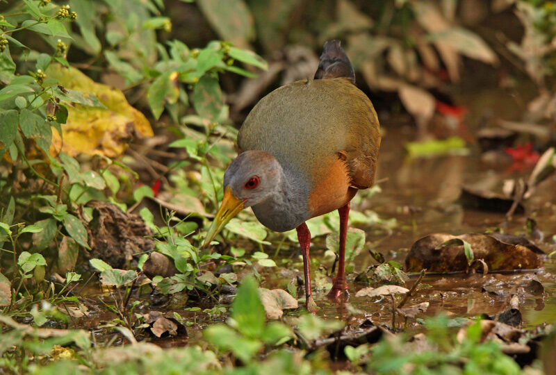 Grey-cowled Wood Rail