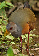 Grey-necked Wood Rail