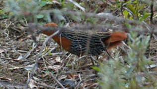 Madagascar Flufftail