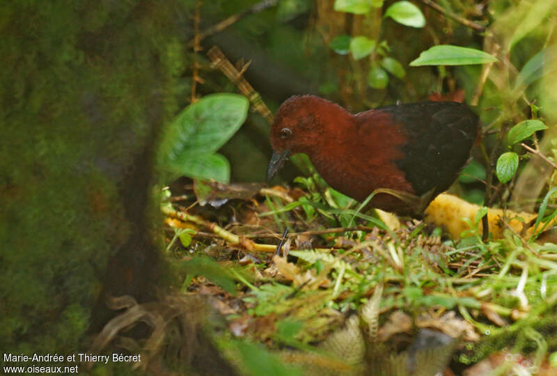 Chestnut Forest Railadult, identification