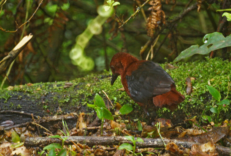 Chestnut Forest Rail