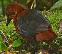 Chestnut Forest Rail