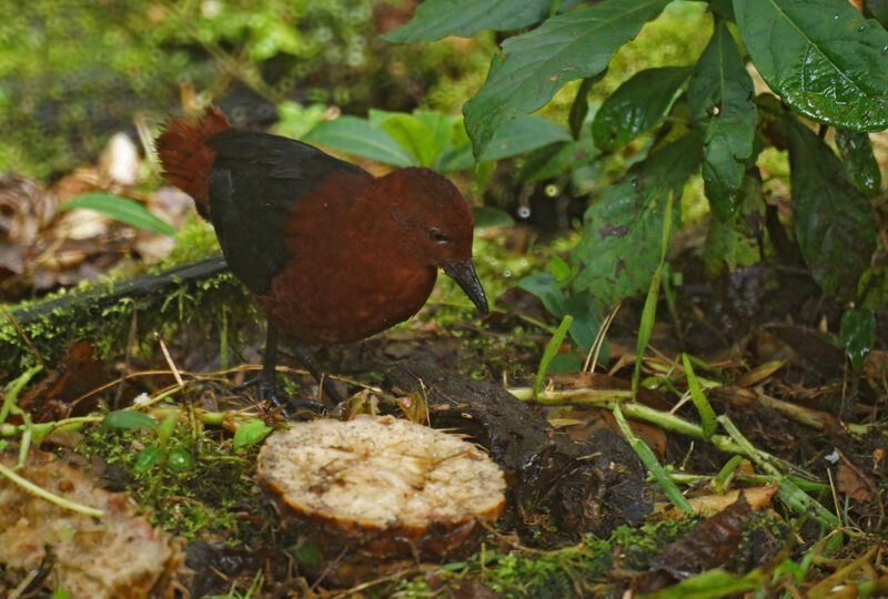 Chestnut Forest Rail