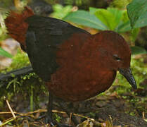 Chestnut Forest Rail