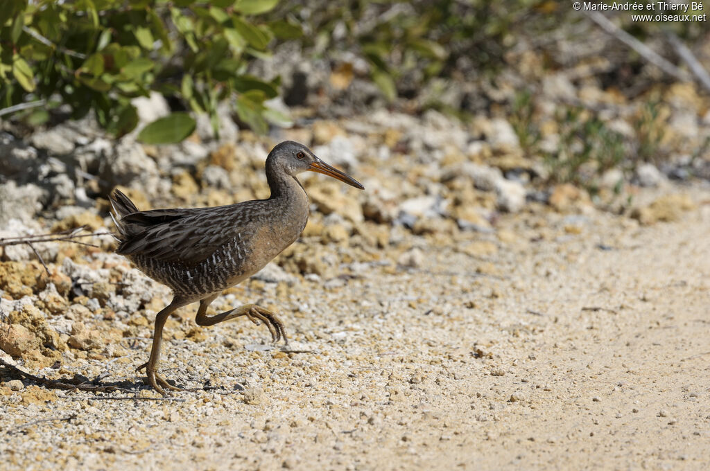 Clapper Rail