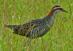 Buff-banded Rail