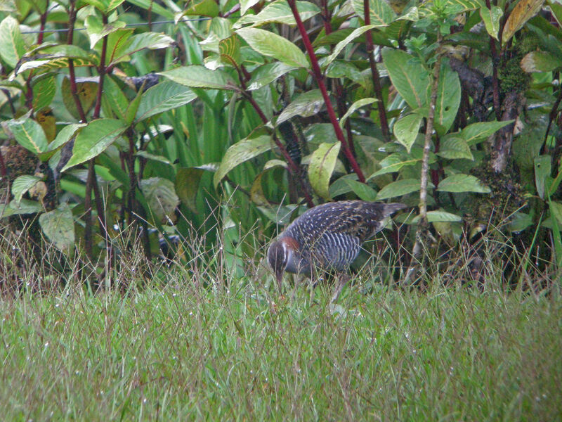 Buff-banded Rail