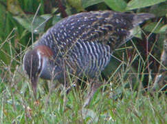 Buff-banded Rail