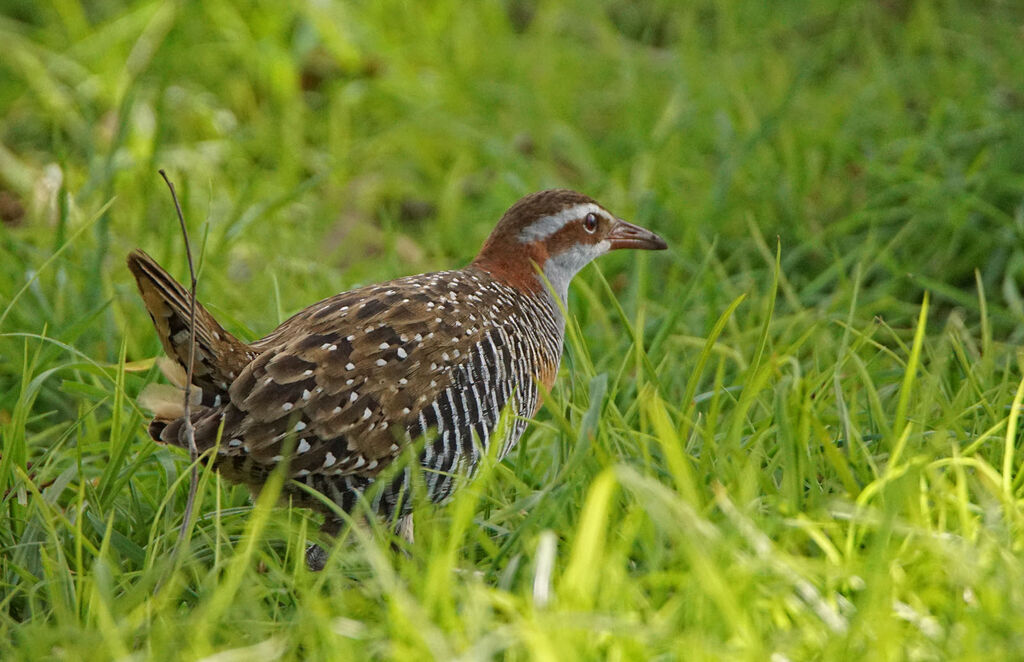 Buff-banded Rail