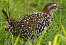 Buff-banded Rail