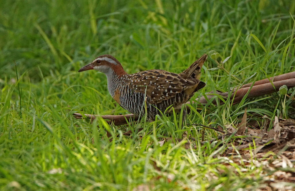 Buff-banded Rail