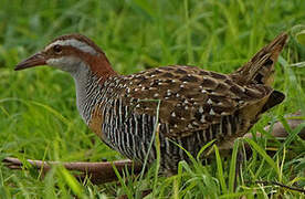 Buff-banded Rail