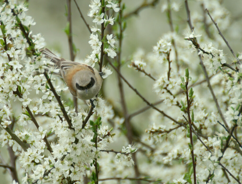 Eurasian Penduline Tit