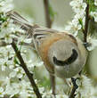 Rémiz penduline