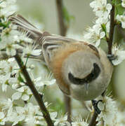 Eurasian Penduline Tit