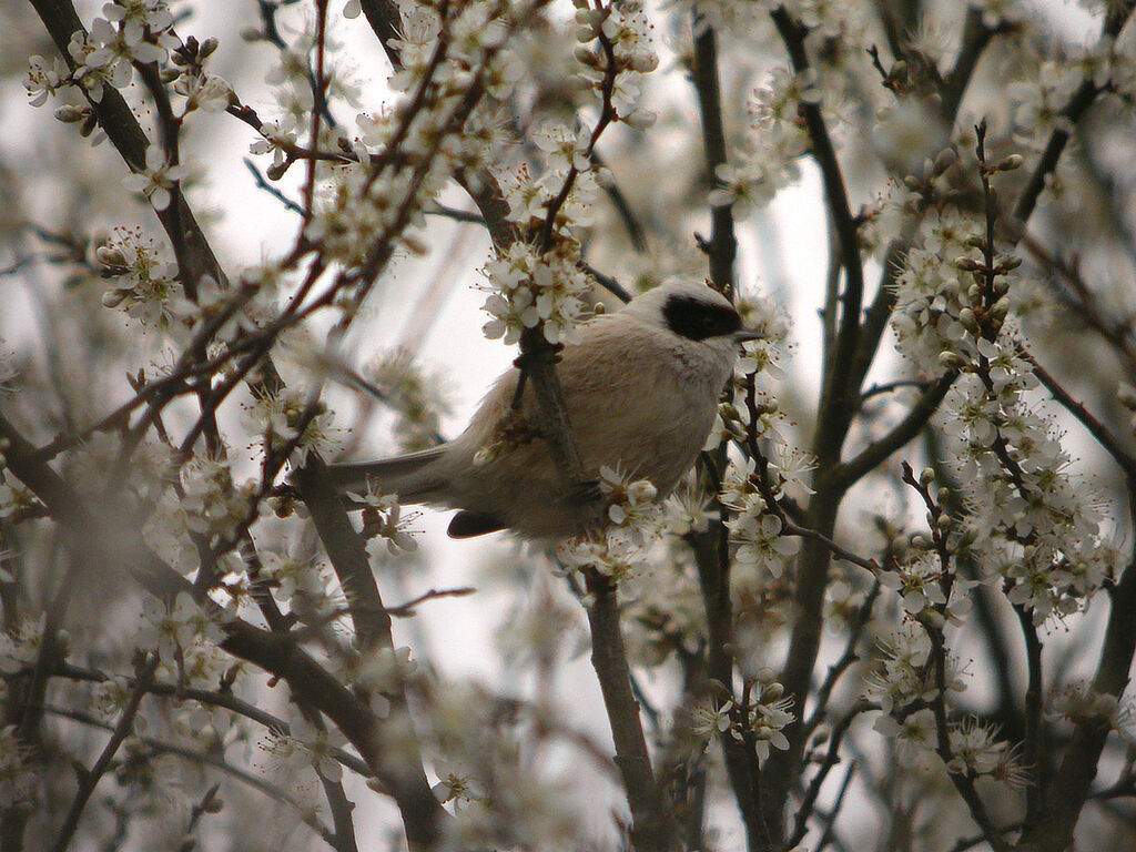 Rémiz penduline