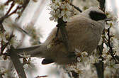 Rémiz penduline