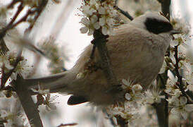 Eurasian Penduline Tit