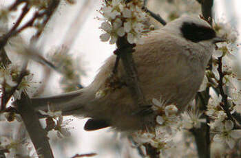 Rémiz penduline