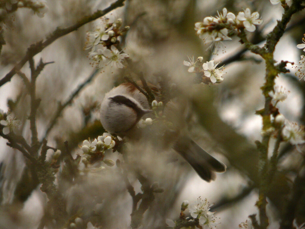 Eurasian Penduline Tit