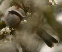 Eurasian Penduline Tit