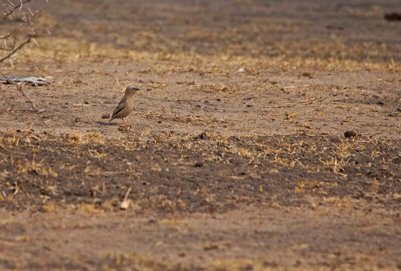 Grey-capped Social Weaver