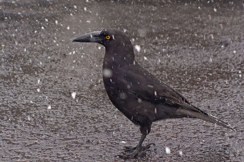 Black Currawong