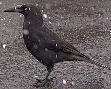 Black Currawong