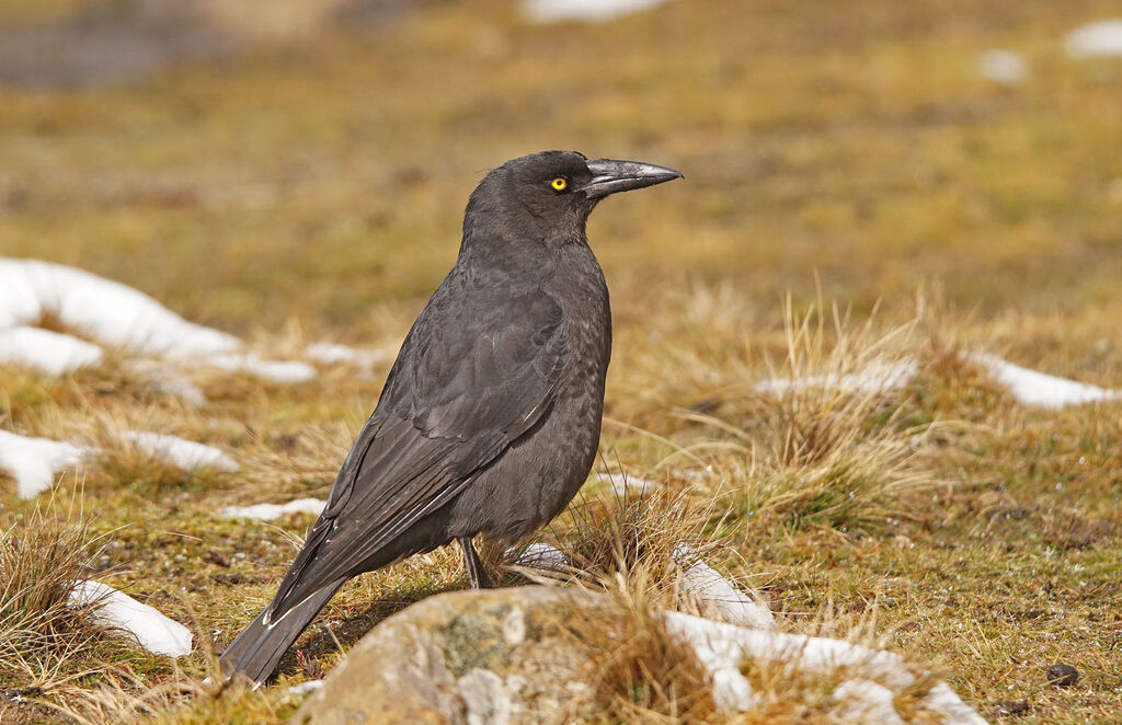 Black Currawong