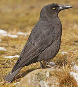 Black Currawong