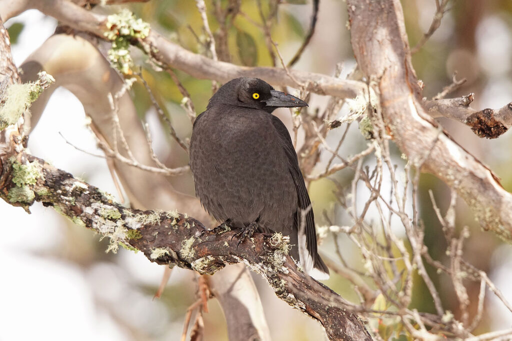 Black Currawong