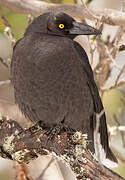 Black Currawong